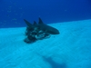 Nurse Shark