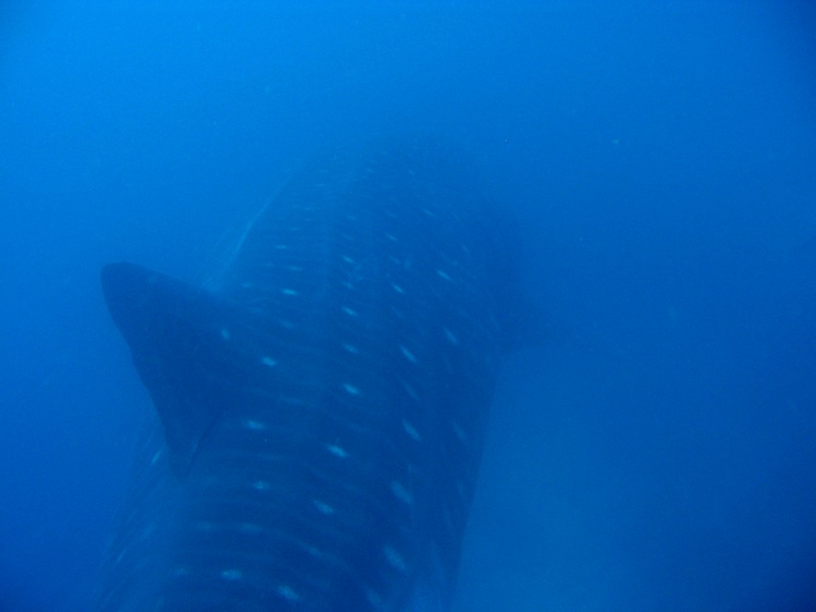 Whale Shark