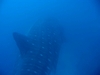 Whale Shark