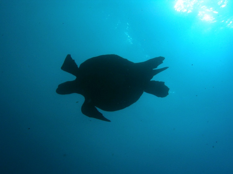 Turtle