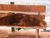 Sea Lion Galapagos