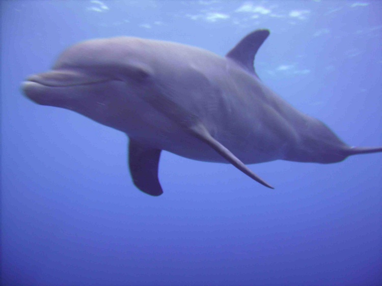 Dolphin Encounter Curacao 12/07