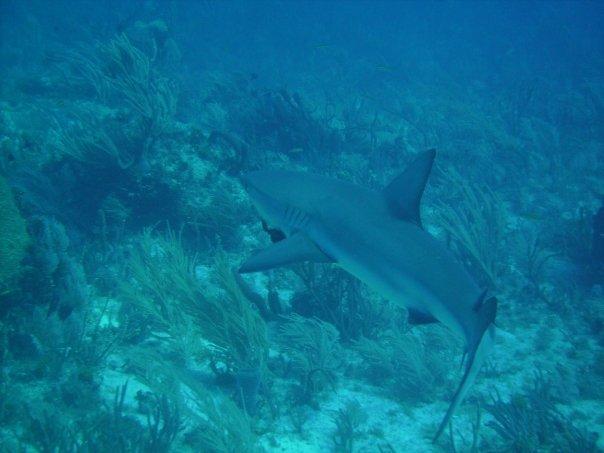 Black Tip in Key Largo