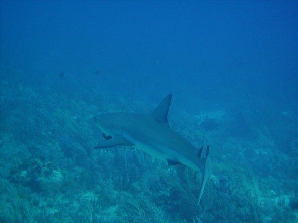 Black Tip in Key Largo 2