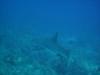 Black Tip in Key Largo 2