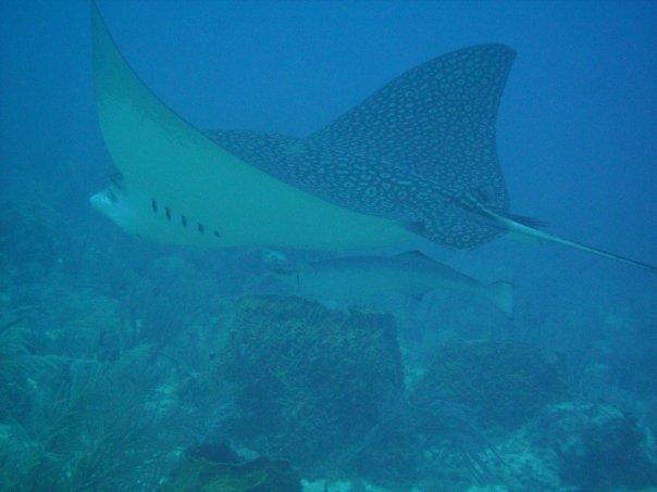 Eagle Ray and Remora in Key Largo