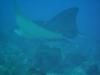 Eagle Ray and Remora in Key Largo