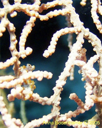 2 Pygmy Seahorses, Indonesia 2005 w/DX-8000G