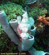 Scorpionfish on tube sponges, Indonesia 2005 w/DX-8000G