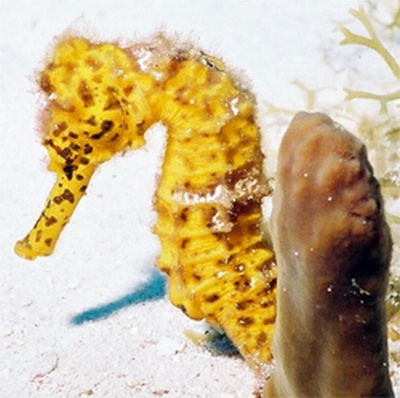 Seahorse, Cozumel 2003 w/MX-10