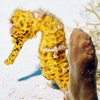 Seahorse, Cozumel 2003 w/MX-10
