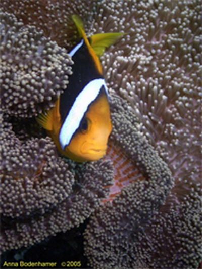 Anemone Fish, Fiji 2004 w/DX-5000G