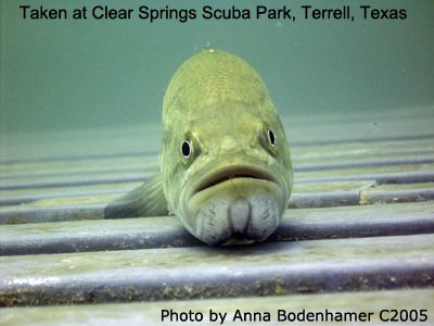 Bass at Clear Springs, 2005 w/DX-8000G