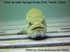 Bass at Clear Springs, 2005 w/DX-8000G