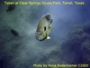 Ear eating Perch, at Clear Springs, 2005 w/DX-8000G