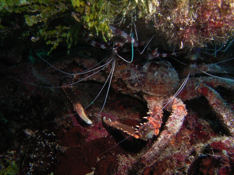 shrimpycrab