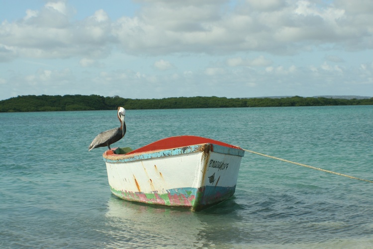 Bonaire scenery 