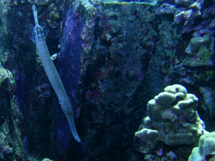 trumpet fish..not sure what he’s doing