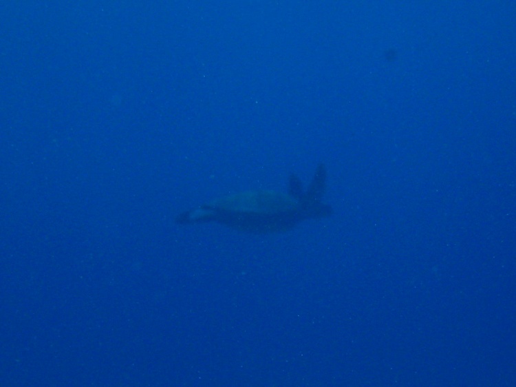 sea turtle relaxing