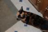 MY KITTY HURLEY