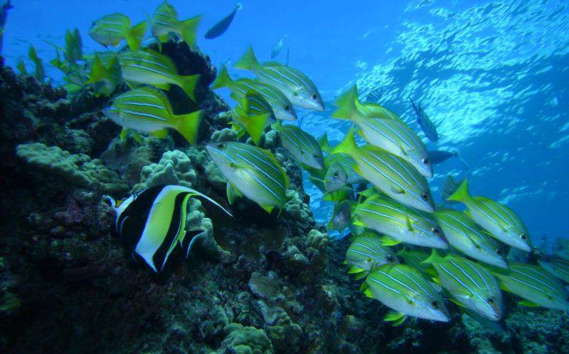 school of fish off the pipes at Electric Beach