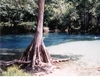 Cypress Springs Florida