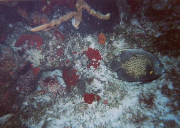 Cozumel diving.