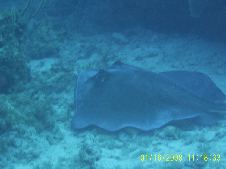 Southern Ray in Coco Cay, Bahamas  Reef dive