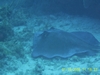 Southern Ray in Coco Cay, Bahamas  Reef dive