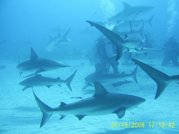 Shark Dive, Nassau