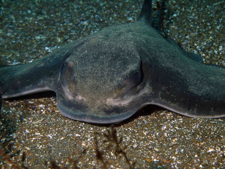 Bat Ray