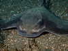 Bat Ray