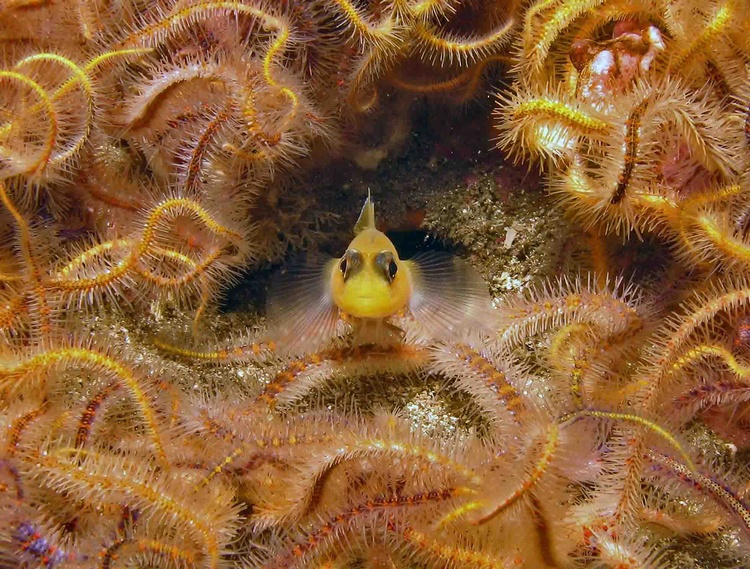 Blackeye Goby
