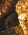 California Moray