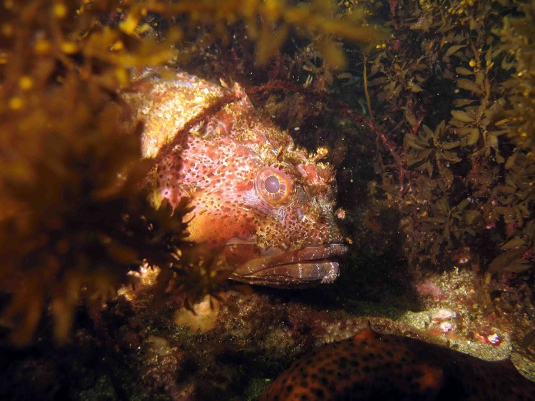 California Scorpionfish