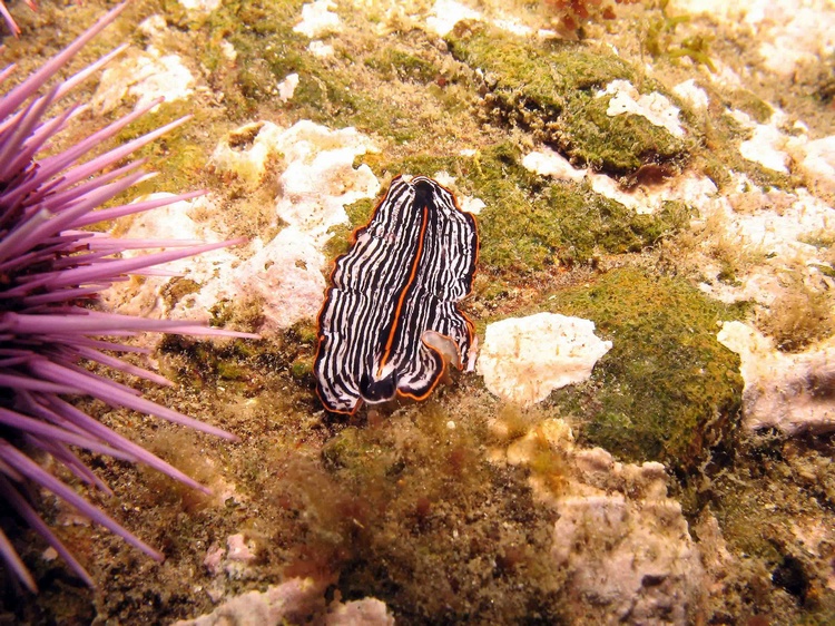 Another Flatworm