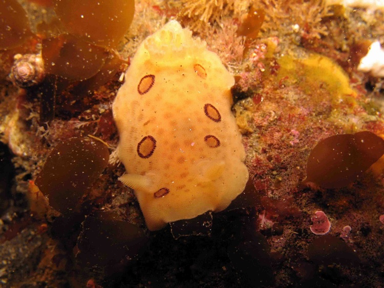 Dialula sandiegensis