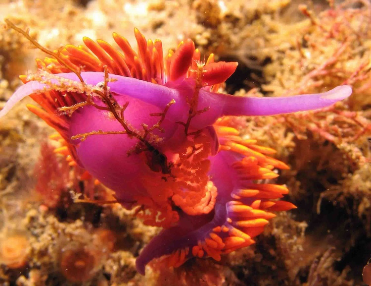 Flabellina iodinea Laying Eggs