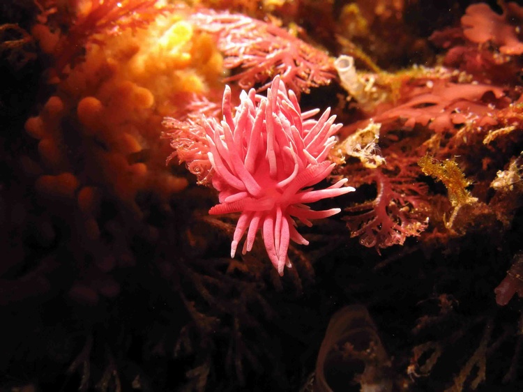 Okenia rosacea