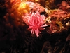 Okenia rosacea