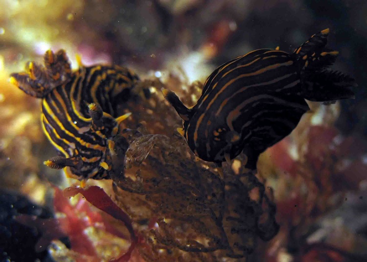 Pair of Polycera atra