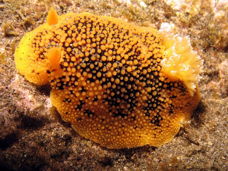 Peltodoris nobilis 