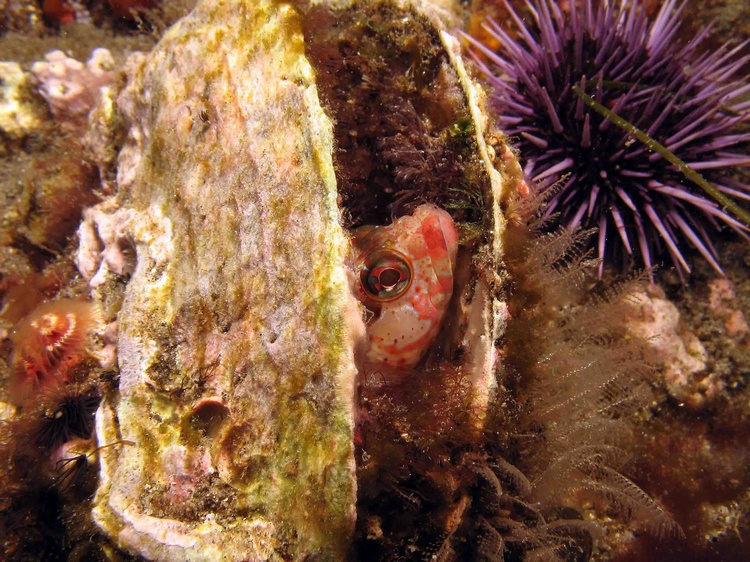 Scalyhead Sculpin 