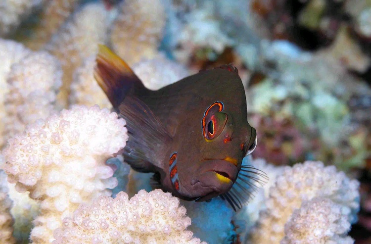 Arc-Eye Hawkfish