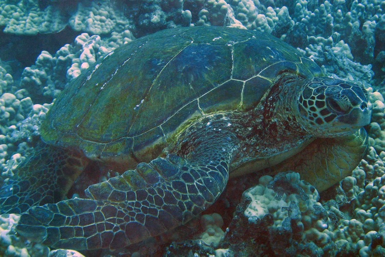 Green Sea Turtle