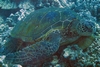 Green Sea Turtle