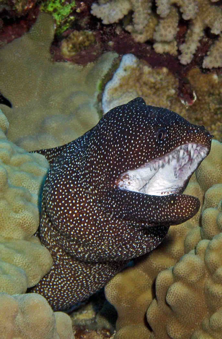 Whitemouth Moray 