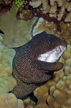 Whitemouth Moray 