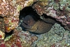 Yellowmargin Moray