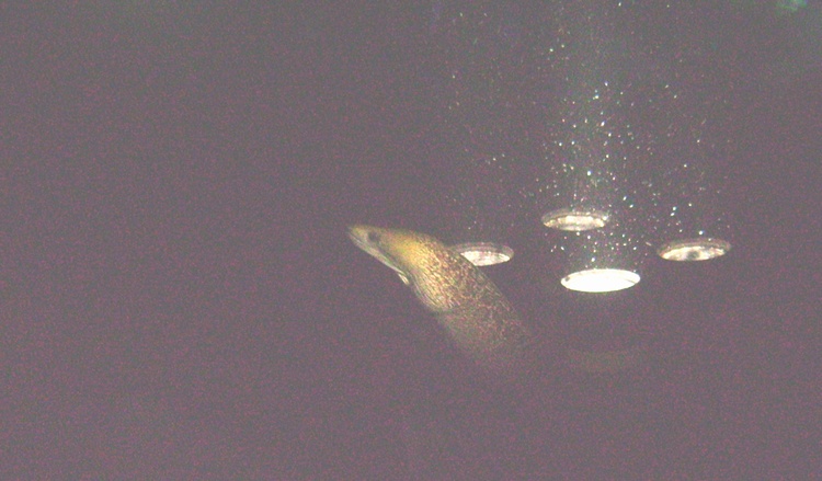 Night dive w/ Manta`s in Kona